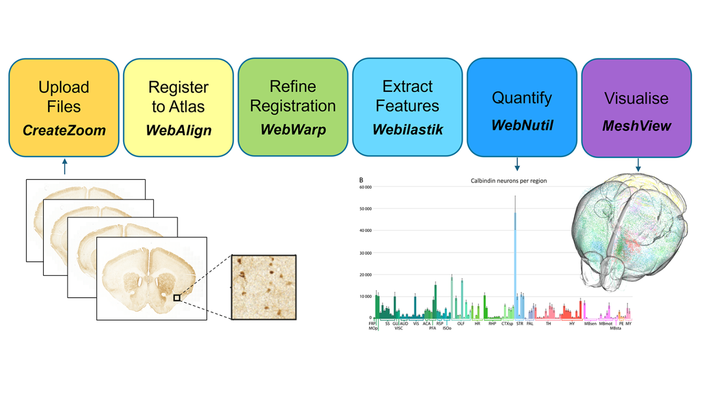 Image of the QUINT online workflow