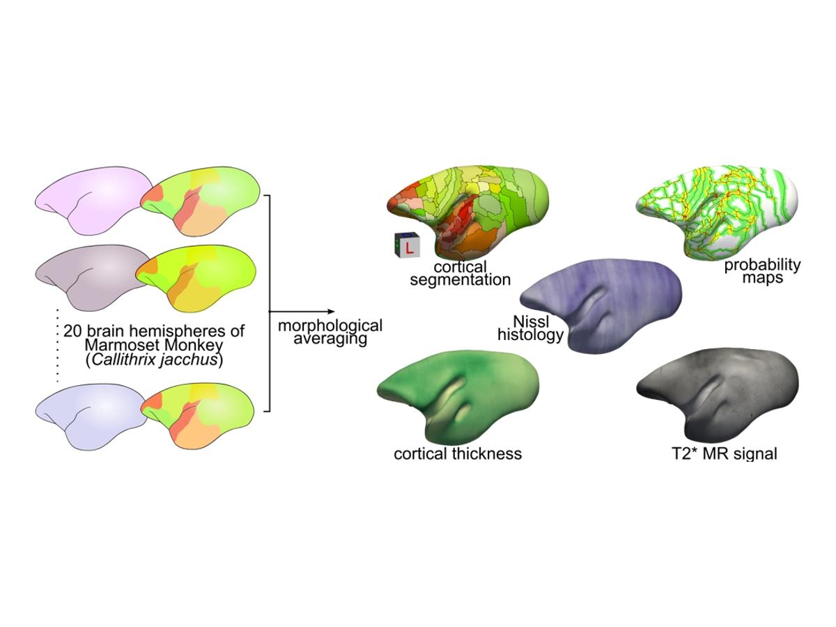 Graphical abstract of marmoset atlas