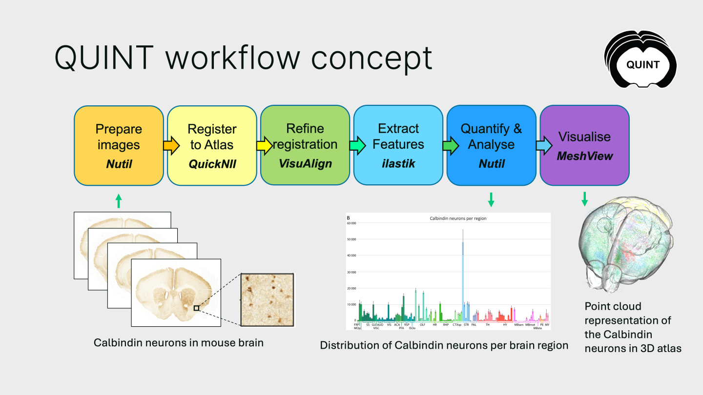 Illustration of QUINT workflow