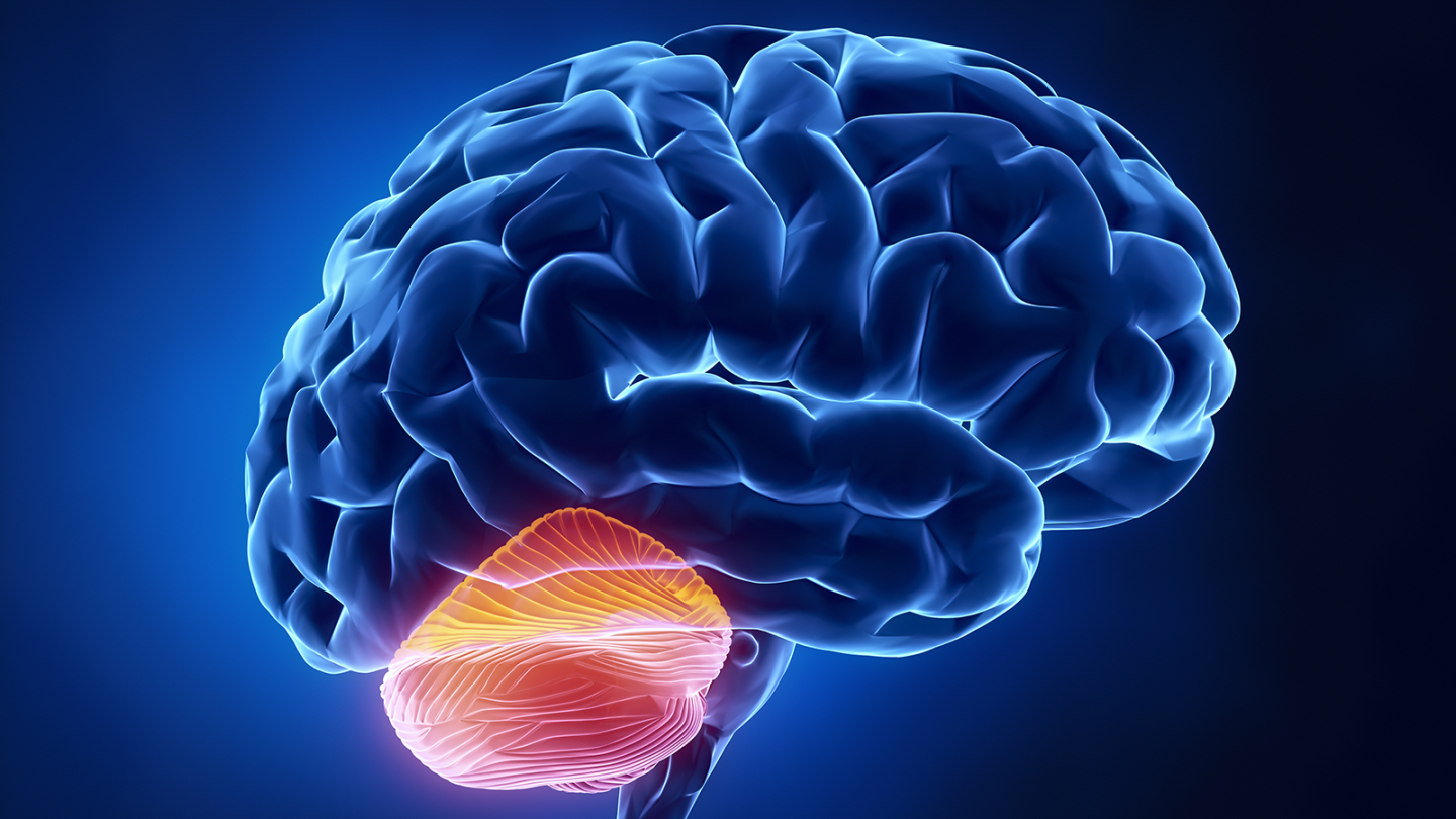 Visualisation of the cerebellum