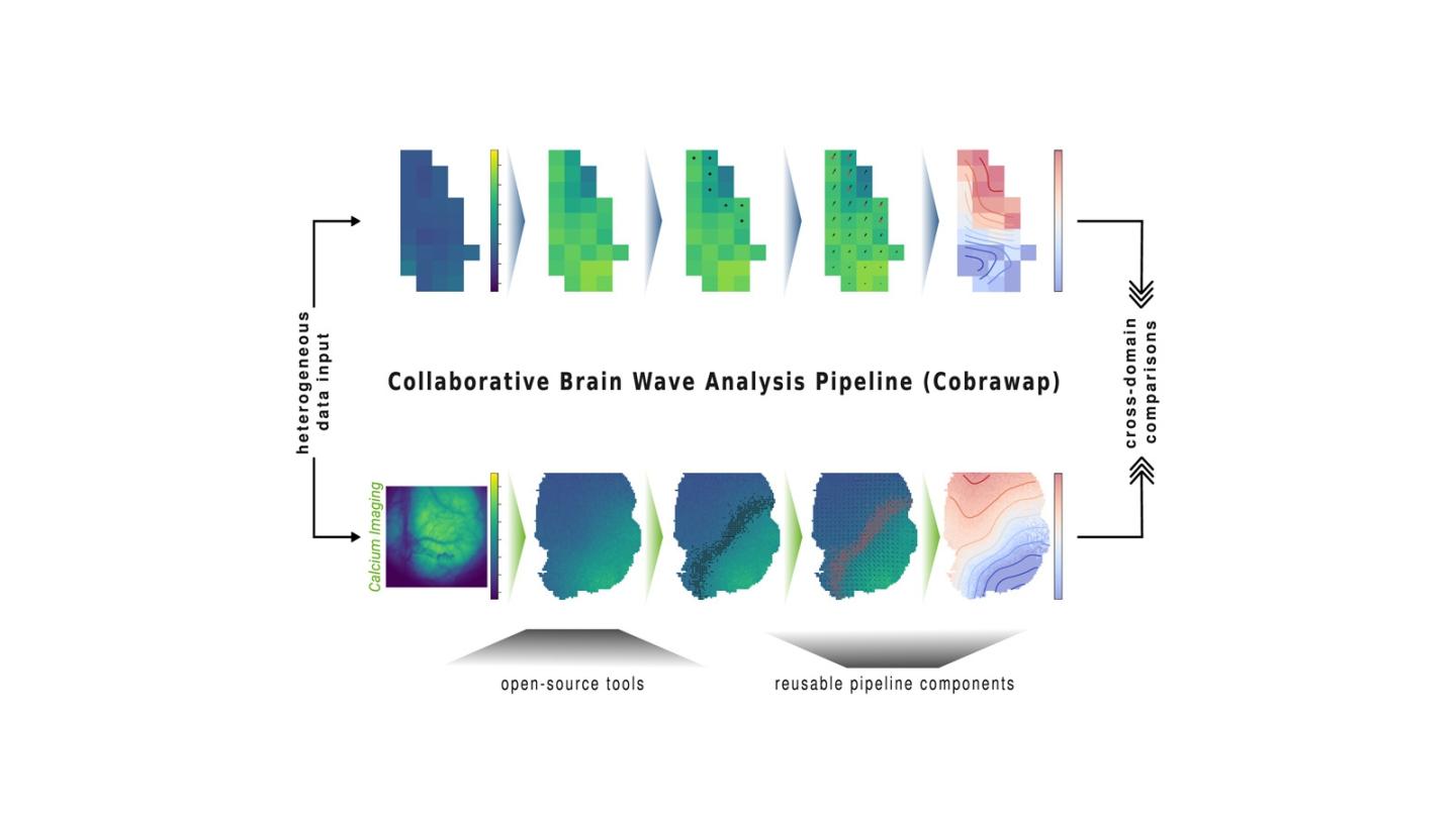 Graphical abstract of Cobrawap workflow