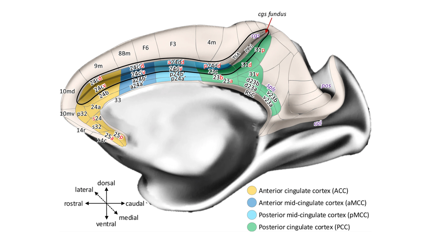 Medial view of a Macaque Brain Hemisphere