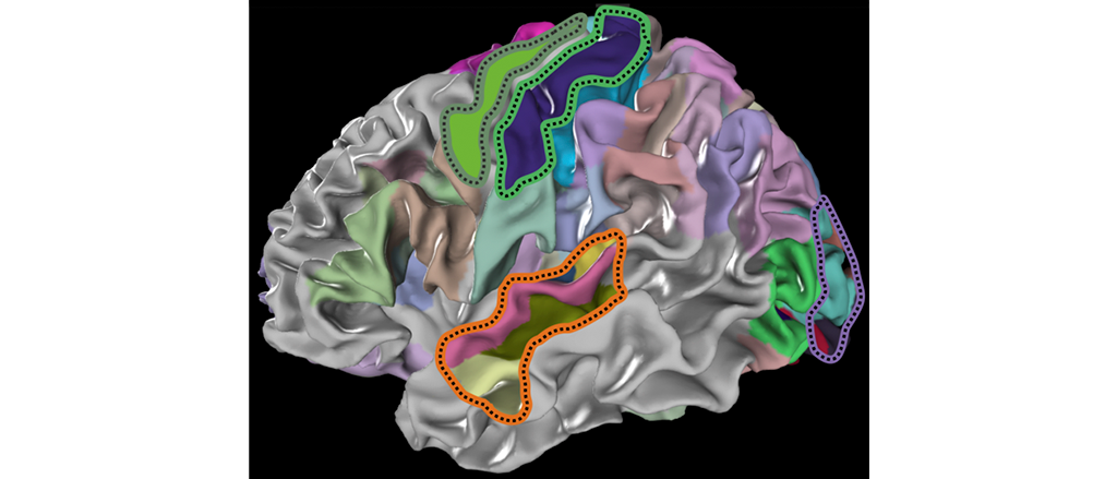 EBRAINS Brain Atlas enables researchers to gain a deeper understanding of brain organization
