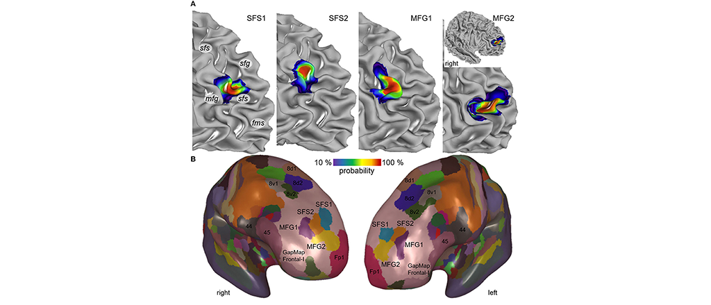 EBRAINS Brain Atlas enables scientists to map four new brain regions involved in many cognitive processes