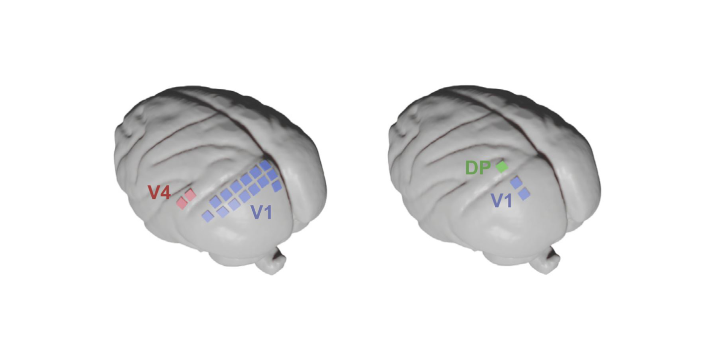 Macque Primary Visual Cortex