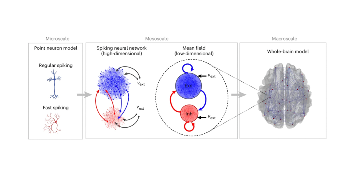 Multiscale Simulations Successfully Connect Micro And Macro Levels Of Brain Activity 2