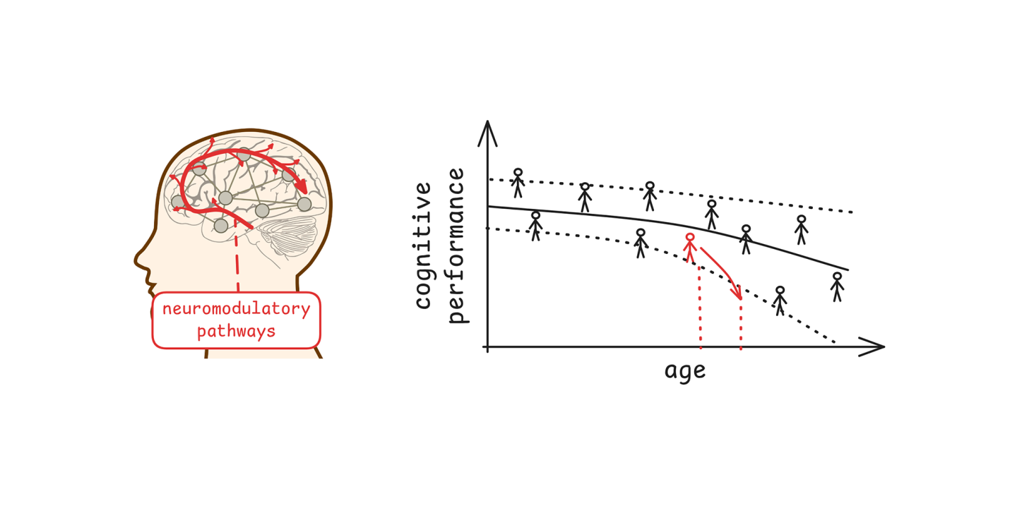 Neuromodulatory Pathways