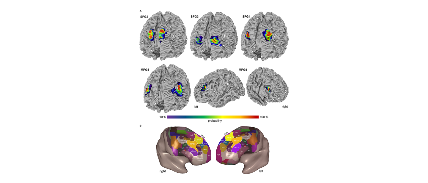 Probability maps and Maximum Probability Map in the DLPFC