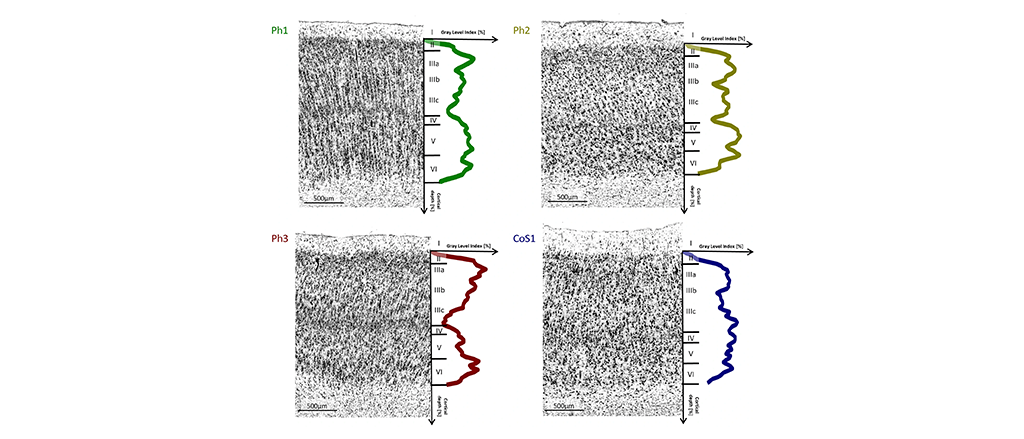 Probabilistic maps of four new brain areas now accessible on EBRAINS