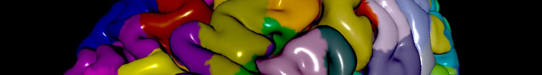 Brain areas of the human brain as visualized in the Julich Brain Atlas