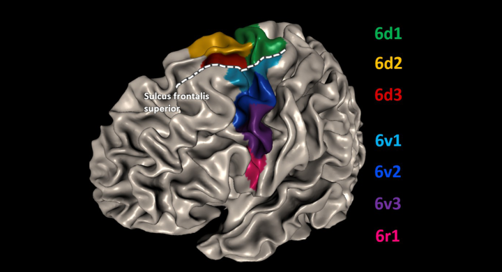 Image of the Premotor Cortex