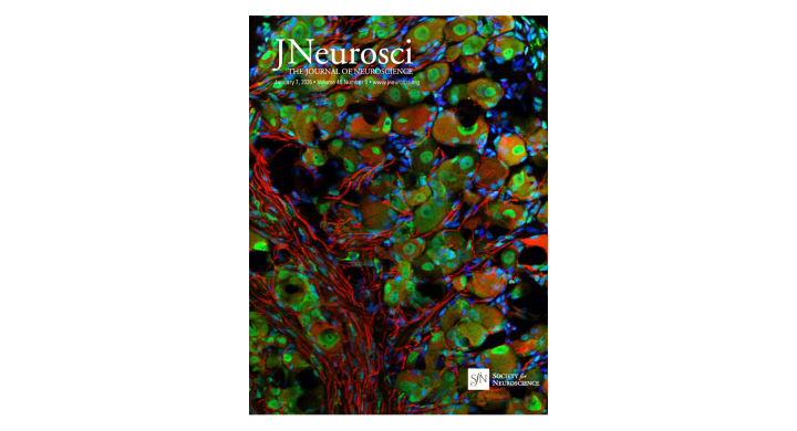 Cover of the Journal of Neuroscience