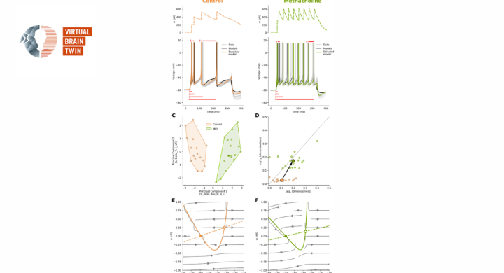 How neuromodulators control the excitability of neurons