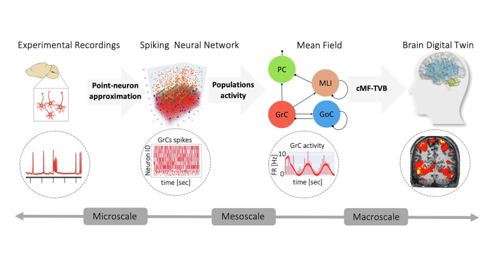 Multiscale brain modelling