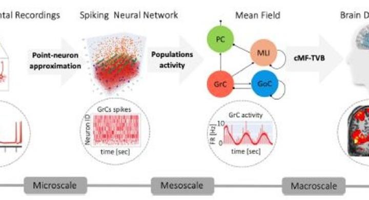 VBT - Region specific brain models
