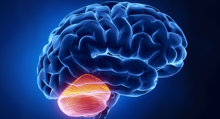 Visualisation of the cerebellum