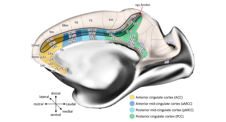 Medial view of a Macaque Brain Hemisphere