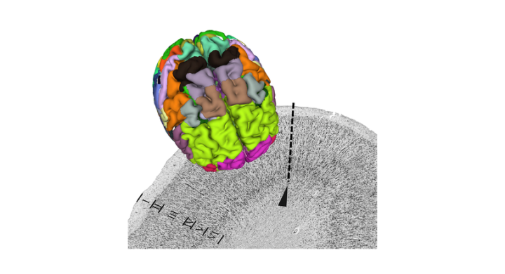 Complete data package of Julich-Brain Atlas released