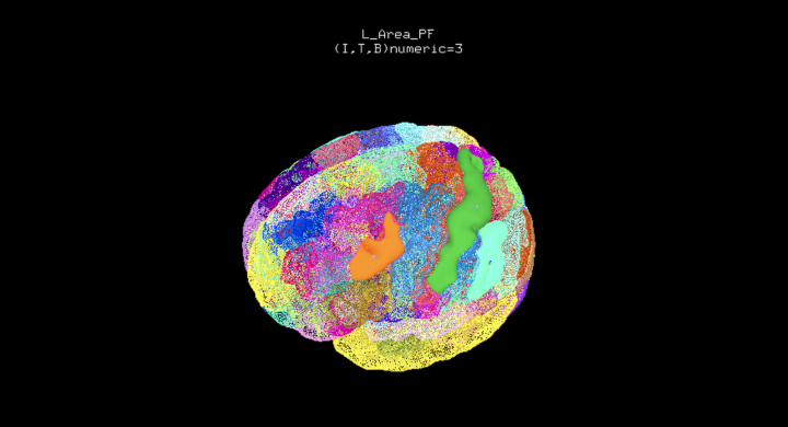 Julich Brain Atlas Becomes New Default Atlas In Afni Image