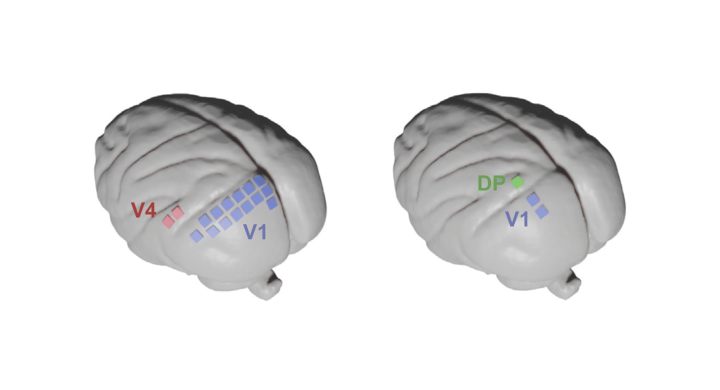 Macque Primary Visual Cortex
