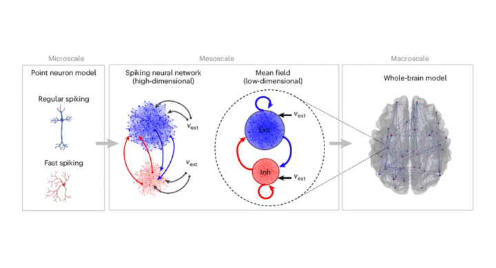 Multiscale Simulations Successfully Connect Micro And Macro Levels Of Brain Activity 2