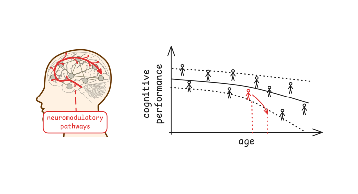 Neuromodulatory Pathways