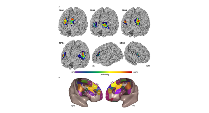 Probability maps and Maximum Probability Map in the DLPFC