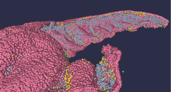 New full-scale 3D structural model of the human hippocampus