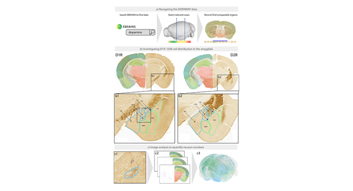 New images on EBRAINS Knowledge Graph shed light on development of dopaminergic system in brain