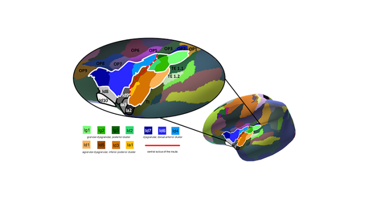 New maps of areas in the human insular cortex now available on EBRAINS