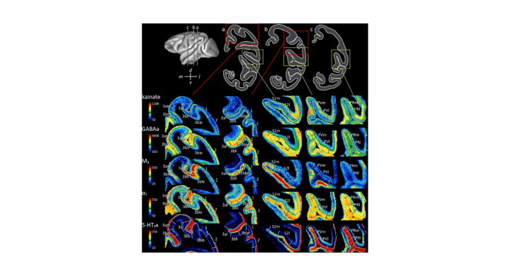 New Map Of The Macaque Somatosensory Cortex Now Available On EBRAINS
