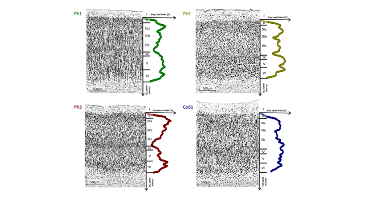 Probabilistic maps of four new brain areas now accessible on EBRAINS