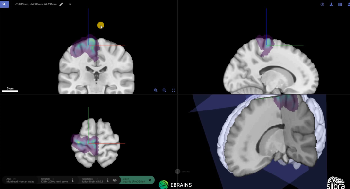 Siibra Explorer Tutorial