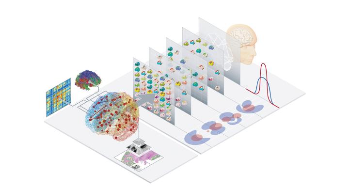 Virtual Ageing Brain Model