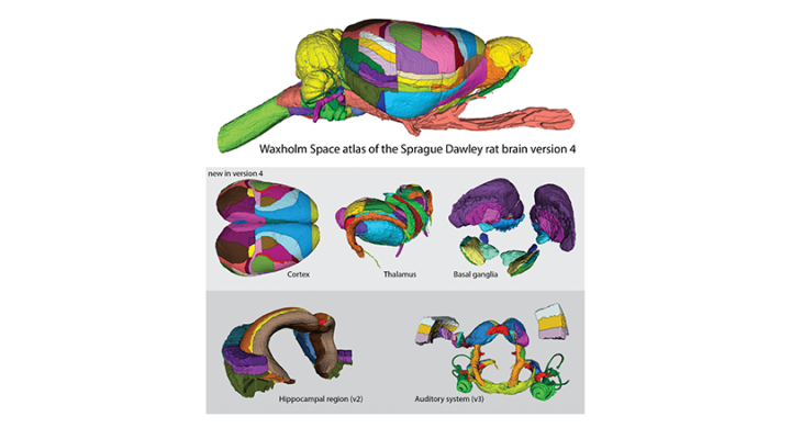 Volumetric rat brain atlas on EBRAINS now covers entire brain