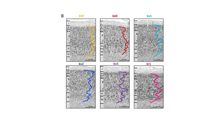 With New Brain Maps The Eye Fields Can Be Located More Precisely