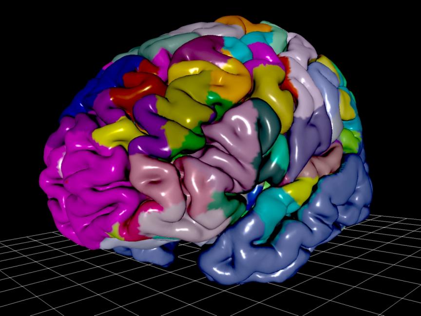 Brain areas of the human brain as displayed in the EBRAINS Human Brain Atlas