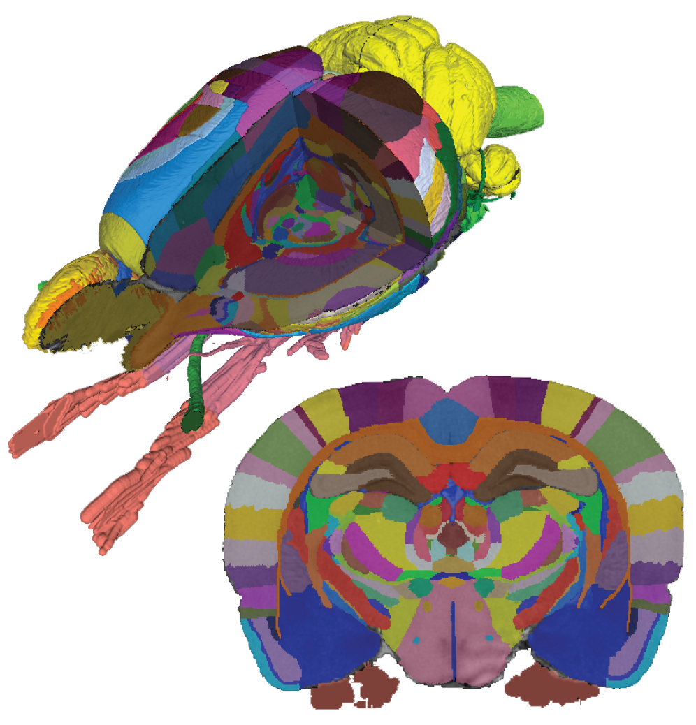 Screenshot of the Rat Brain Atlas