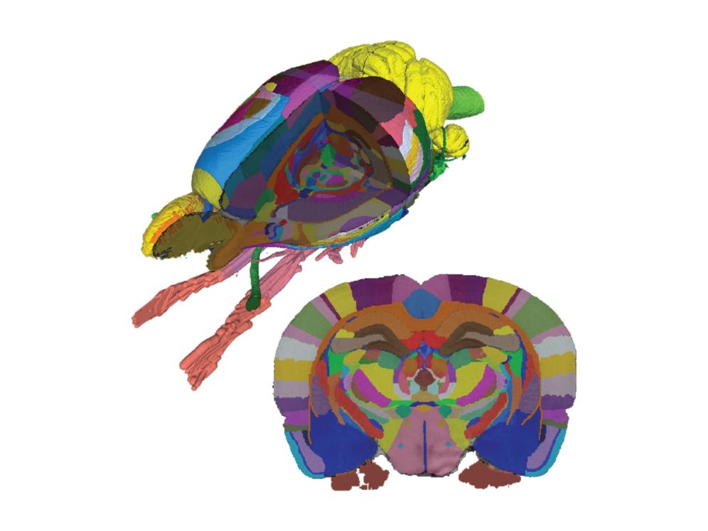 Visualization of a rat brain