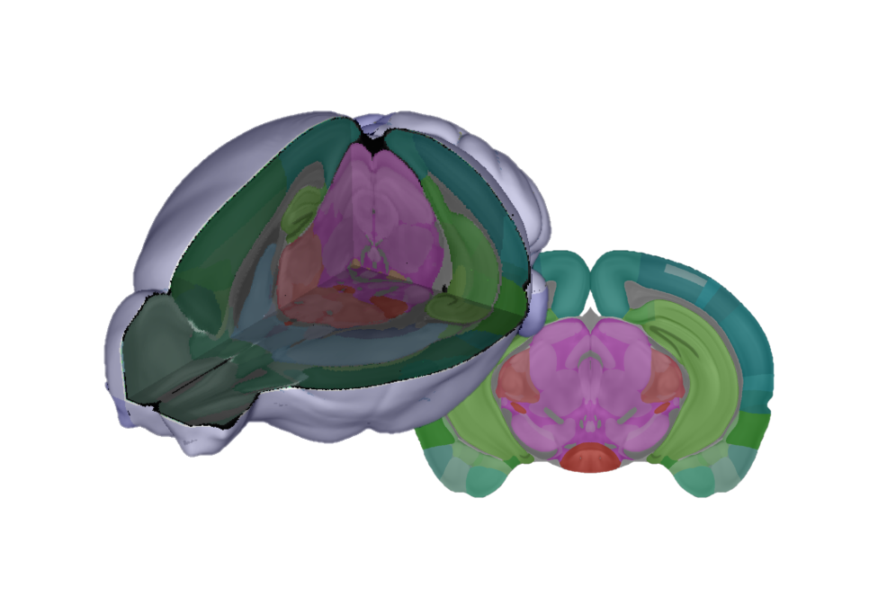 Mouse Brain Atlas