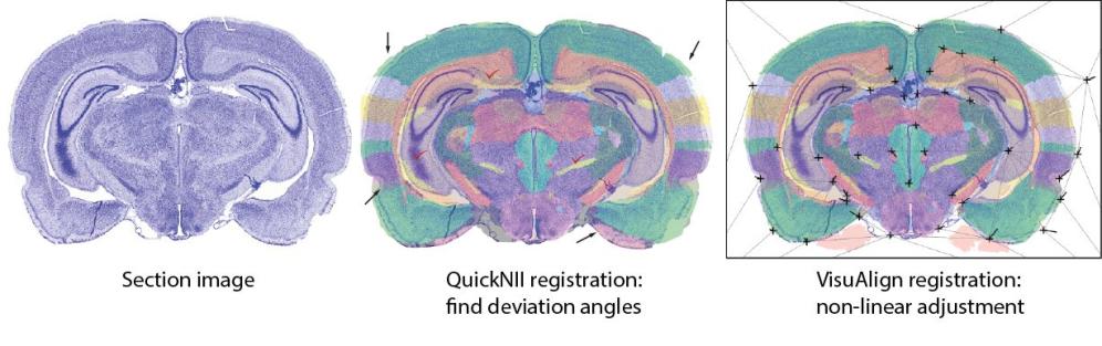 Triplet Illus Registration
