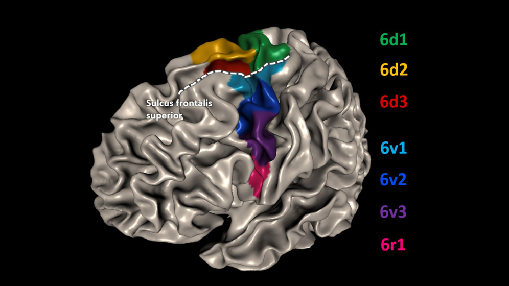Image of the Premotor Cortex