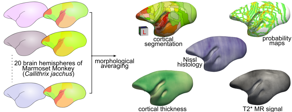 Marmoset atlas