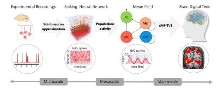 VBT - Region specific brain models