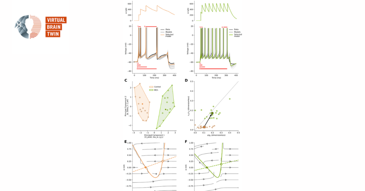 A new modelling framework reveals how neuromodulators reshape brain activity