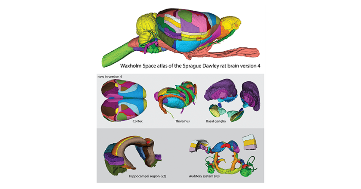 Rat Brain Chart.pdf Volumetric rat brain atlas on EBRAINS now covers entire brain | EBRAINS